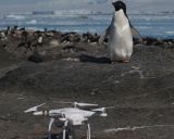Researchers used a drone to estimate the number of penguins.